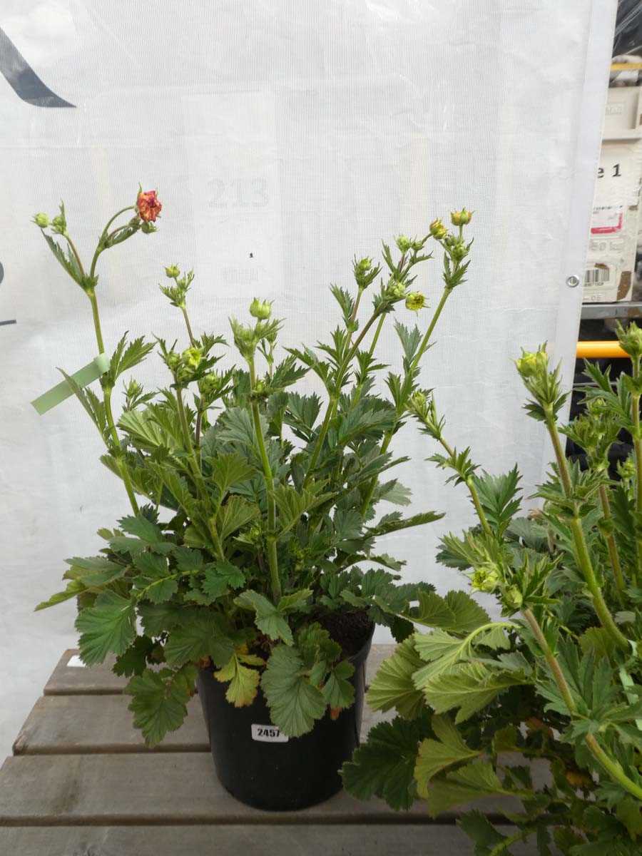 Lot 2457 - Large potted Mrs. J. Bradshaw Geum