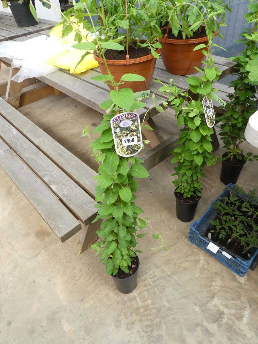 Lot 2458 - Potted climbing Japonica Lonicera Halliana