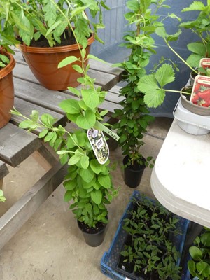 Lot 2459 - Potted climbing Japonica Lonicera Halliana