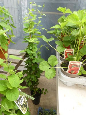 Lot 2460 - Potted climbing Japonica Lonicera Halliana
