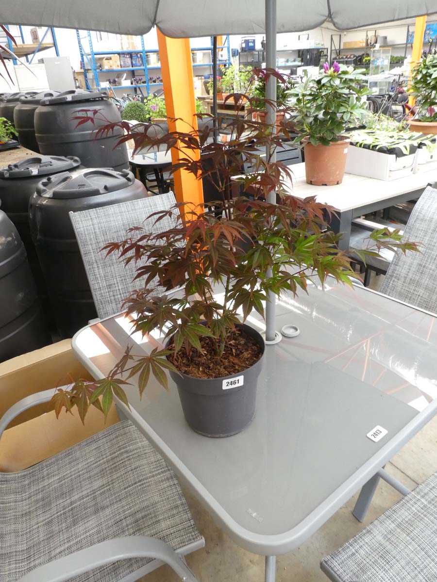 Lot 2461 - Potted purple acer