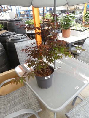Lot 2461 - Potted purple acer
