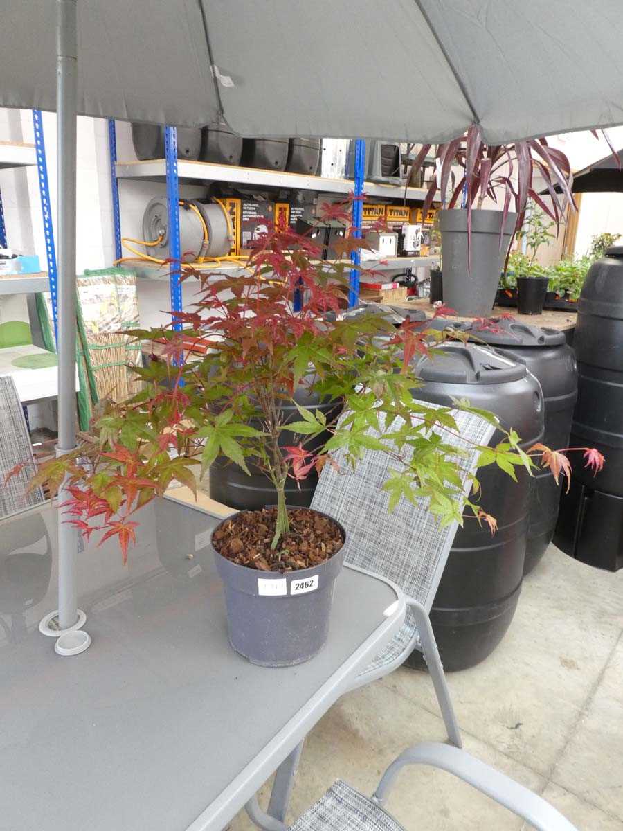 Lot 2462 - Potted purple acer