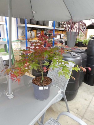 Lot 2462 - Potted purple acer