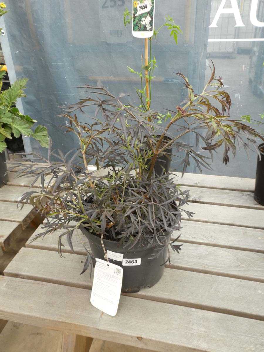 Lot 2463 - Potted sambuca