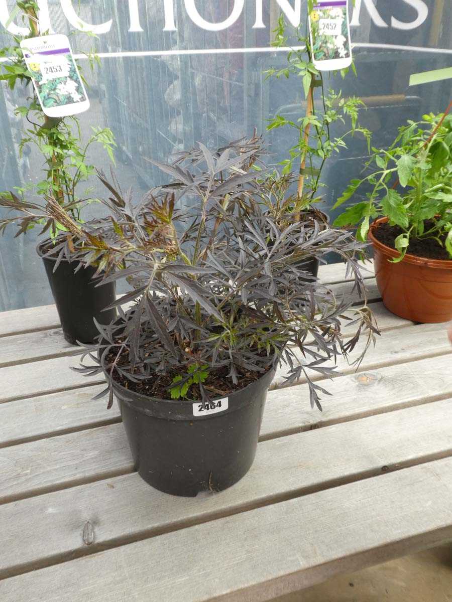 Lot 2464 - Potted sambuca