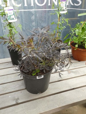 Lot 2464 - Potted sambuca