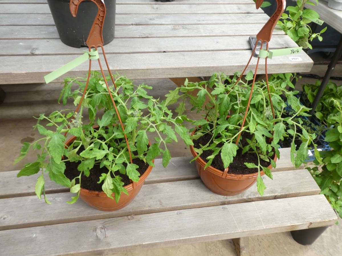 Lot 2465 - Pair of tomato hanging baskets