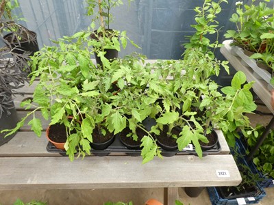 Lot 2466 - Tray containing 15 potted tomato plants
