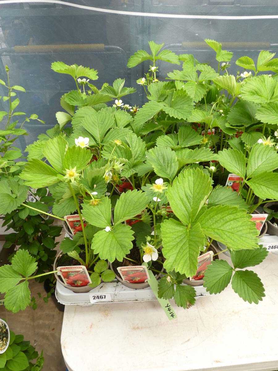 Lot 2467 - Tray containing 15 potted Elsanta strawberry...