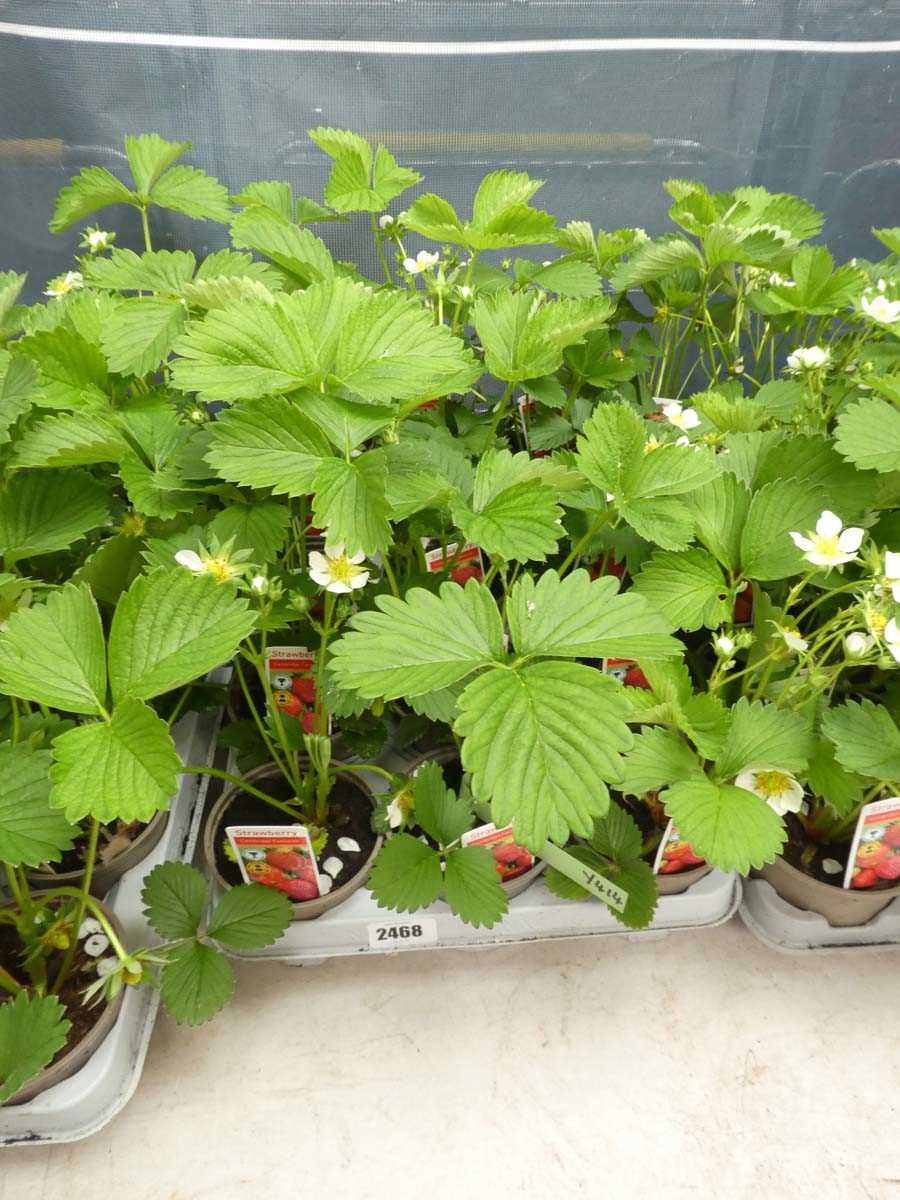 Lot 2468 - Tray containing 15 potted Cambridge Favourite...