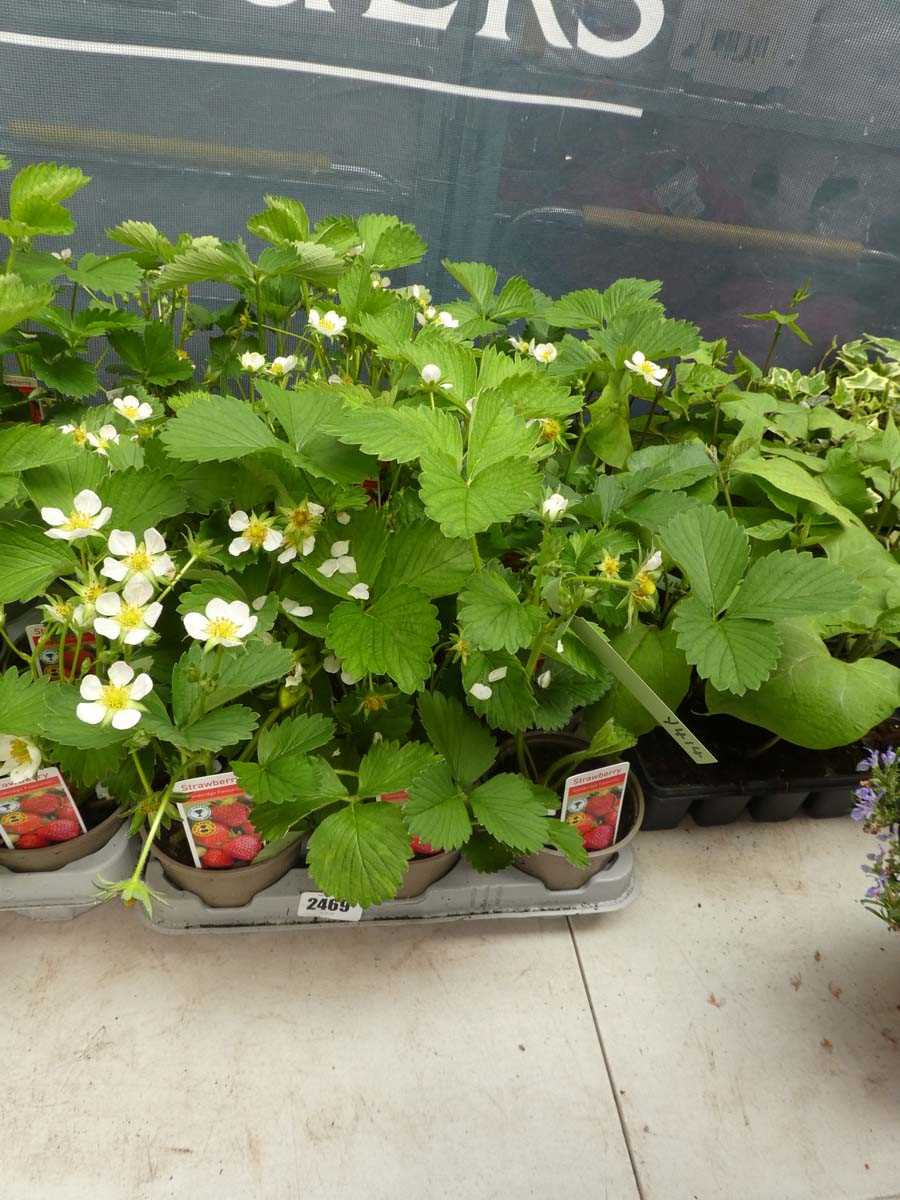 Lot 2469 - Tray containing 15 potted Cambridge Favourite...