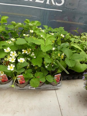 Lot 2469 - Tray containing 15 potted Cambridge Favourite...