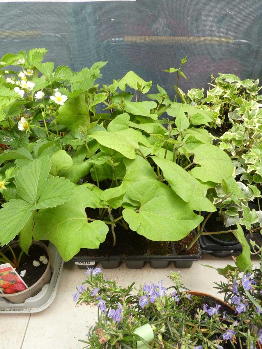 Lot 2470 - 3 trays containing approx. 30 runner bean plants