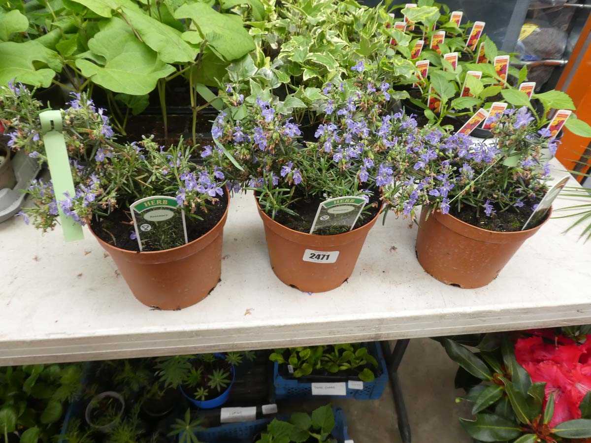 Lot 2471 - 3 potted rosemary