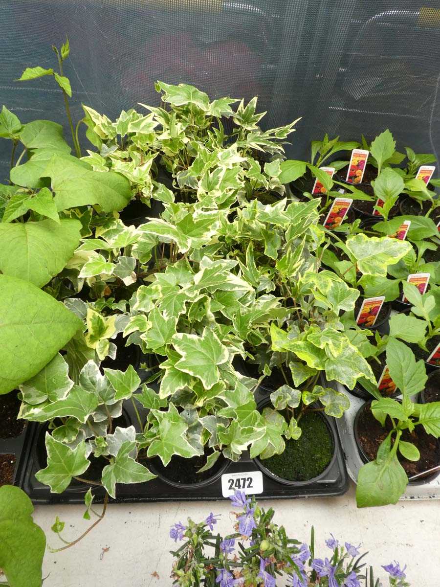 Lot 2472 - Tray containing 18 potted ivy plants