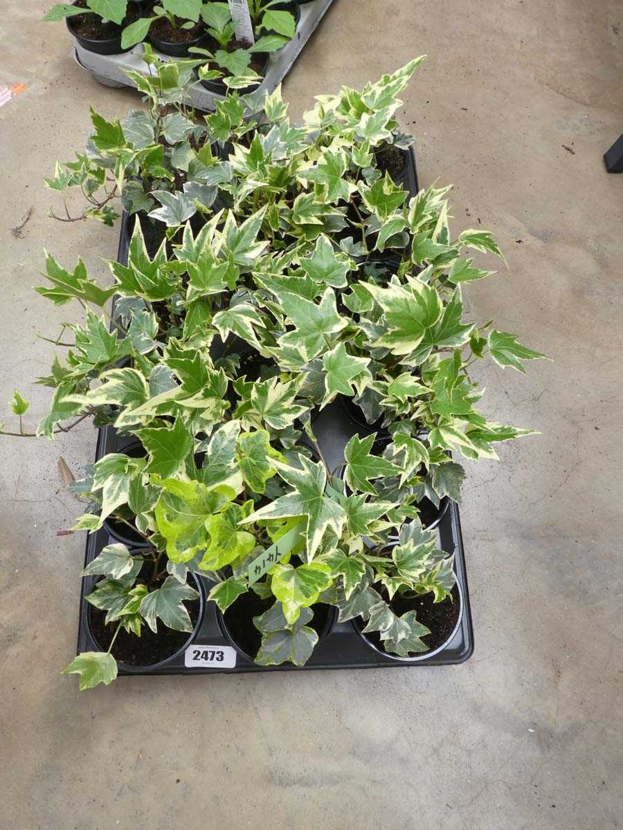 Lot 2473 - Tray containing 18 potted ivy plants