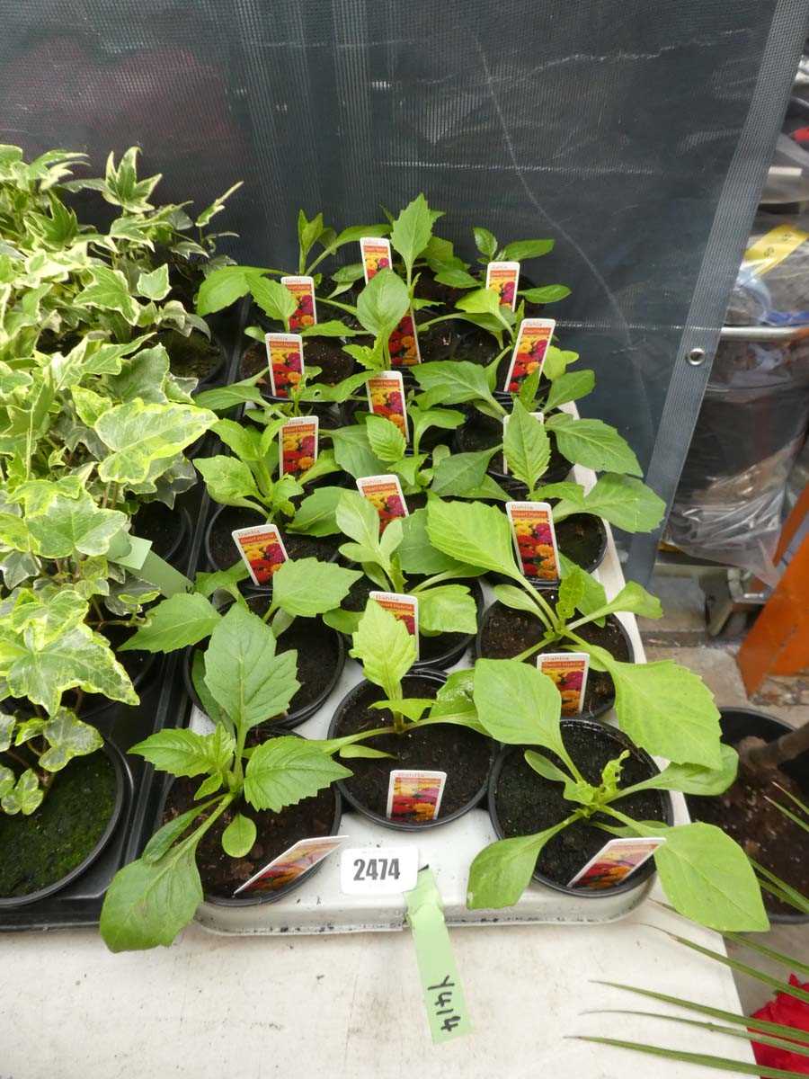 Lot 2474 - Tray containing 18 dwarf hybrid dahlias