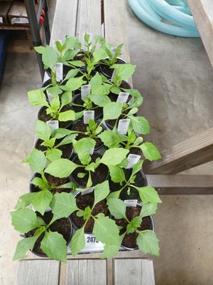 Lot 2475 - Tray containing 18 dwarf hybrid dahlias