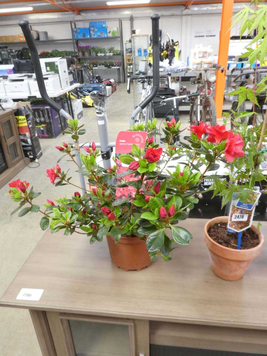 Lot 2476 - Potted azalea
