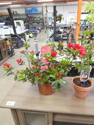 Lot 2476 - Potted azalea