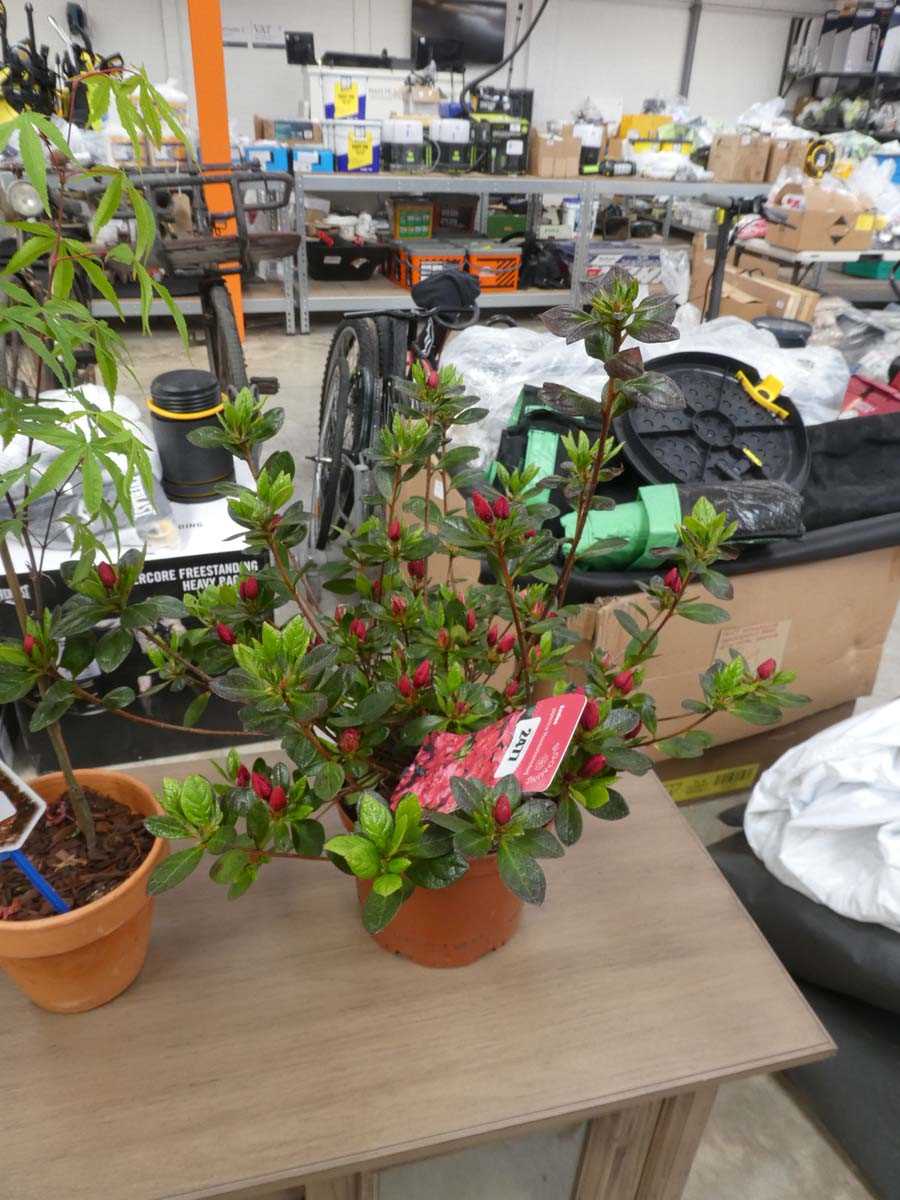 Lot 2477 - Potted azalea