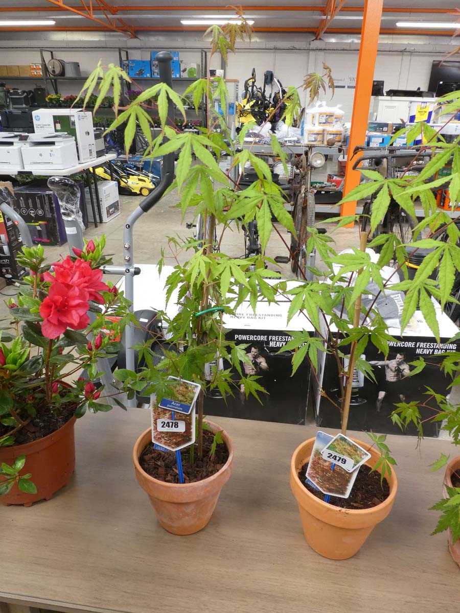 Lot 2478 - Potted palmatum acer in terracotta pot