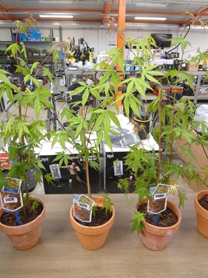 Lot 2479 - Potted palmatum acer in terracotta pot
