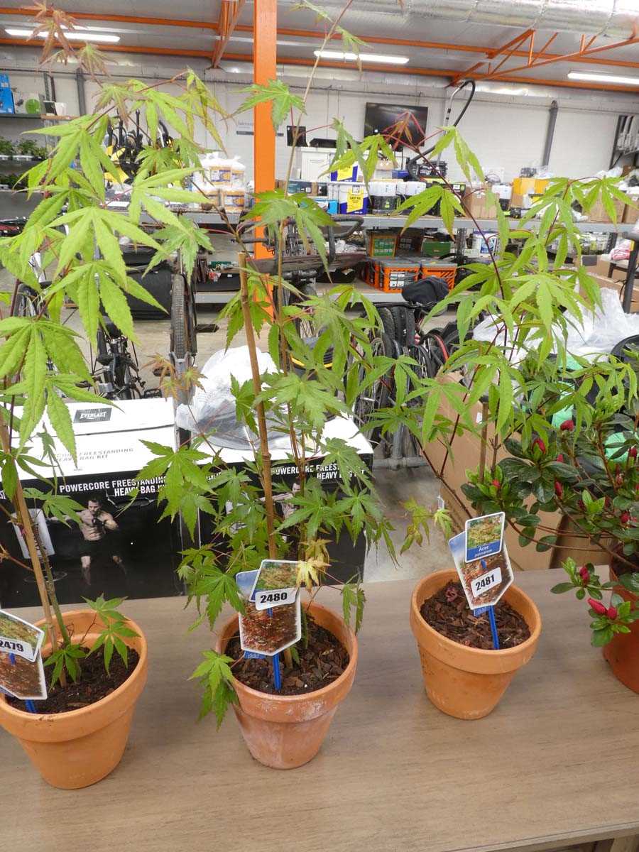 Lot 2480 - Potted palmatum acer in terracotta pot