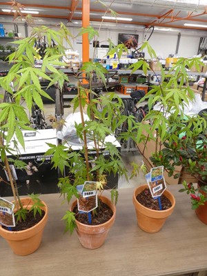 Lot 2480 - Potted palmatum acer in terracotta pot