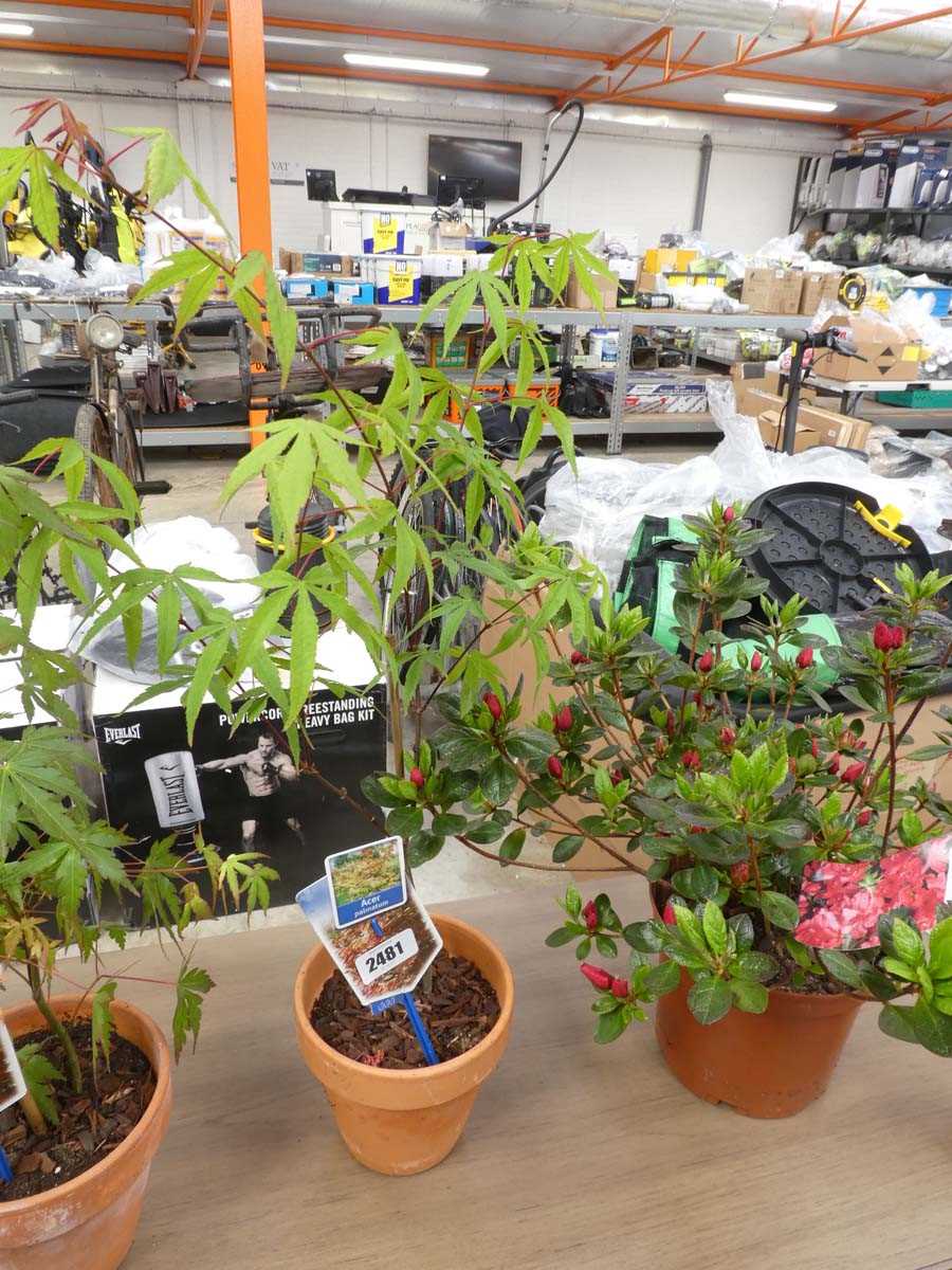 Lot 2481 - Potted palmatum acer in terracotta pot
