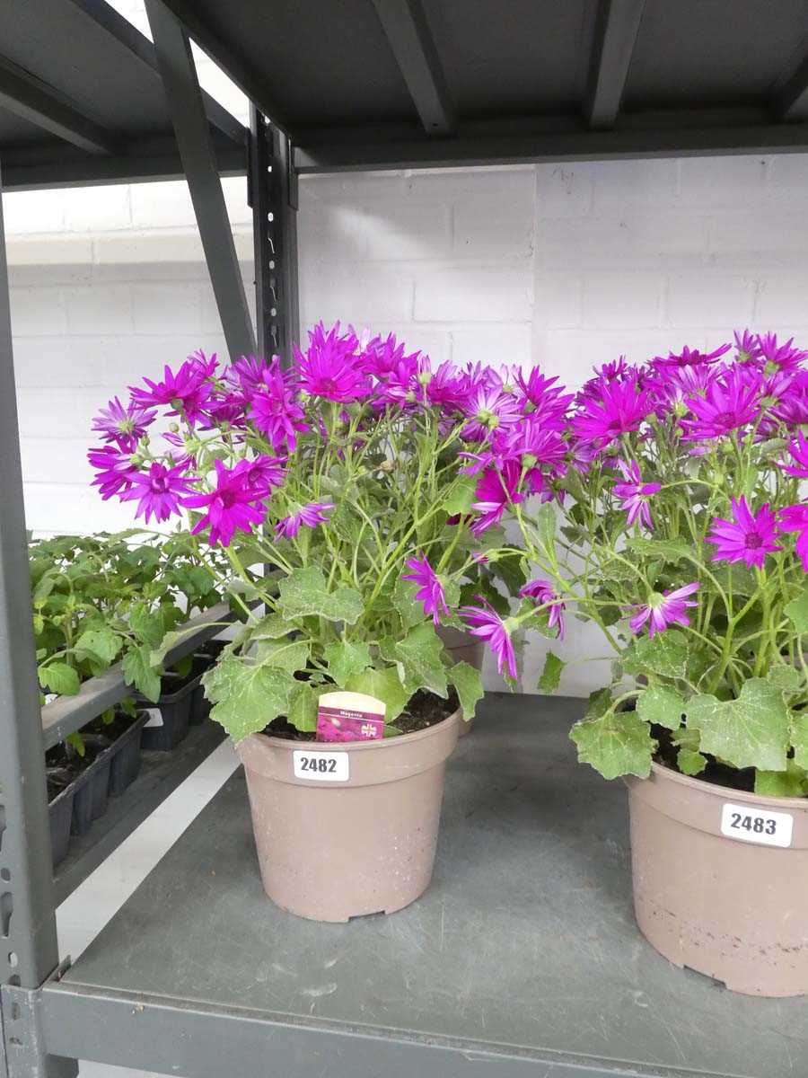 Lot 2482 - Pair of pink flowering Magenta Senetti