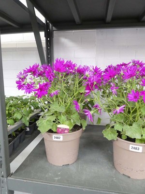 Lot 2482 - Pair of pink flowering Magenta Senetti