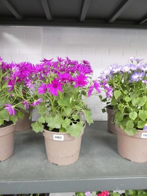 Lot 2483 - Pair of pink flowering Magenta Senetti