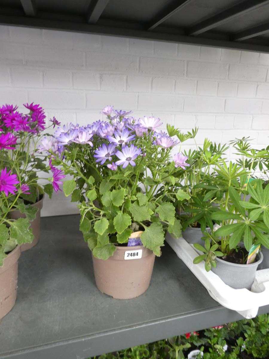 Lot 2484 - Pair of pink flowering Magic Blue Senetti