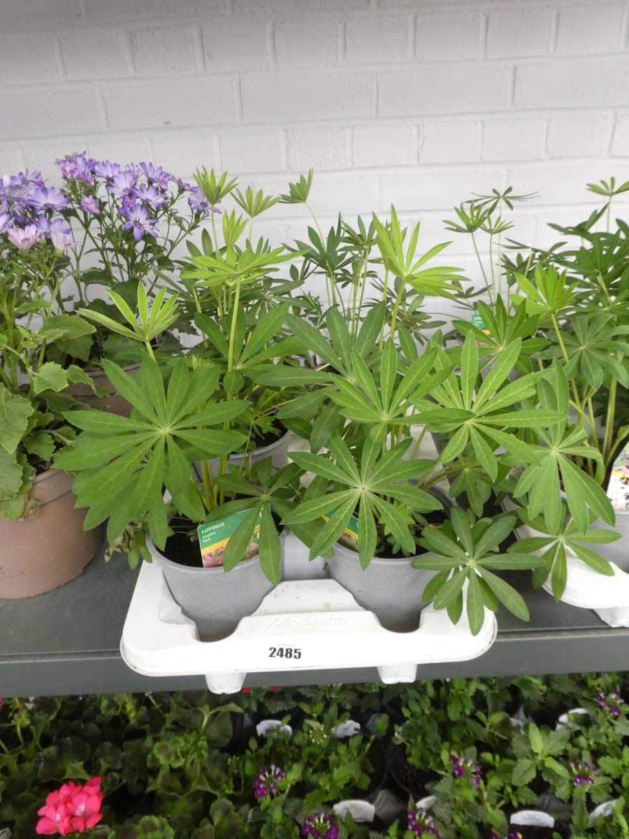 Lot 2485 - Tray containing 5 large potted lupins