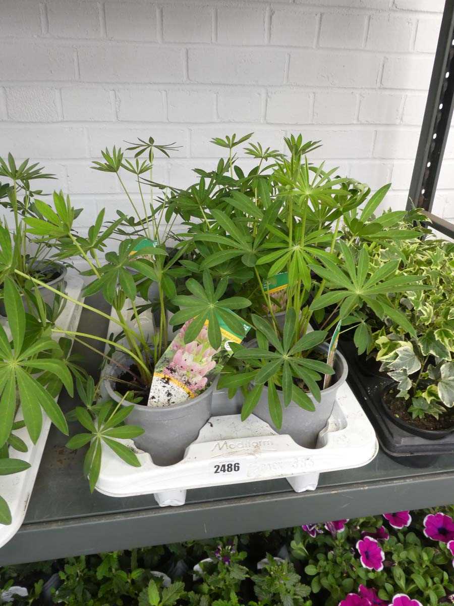 Lot 2486 - Tray containing 5 large potted lupins