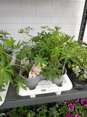 Lot 2486 - Tray containing 5 large potted lupins