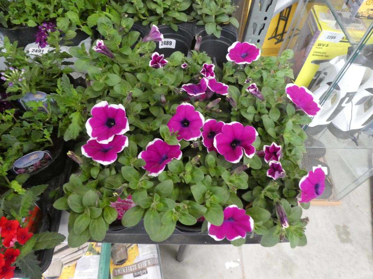 Lot 2488 - Tray containing 9 potted Rim Cherry Improved...
