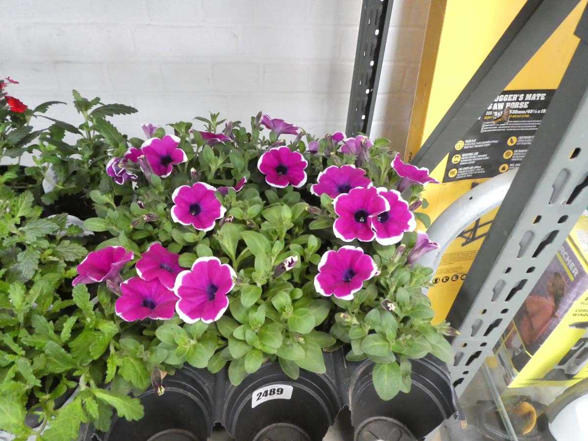 Lot 2489 - Tray containing 9 potted Rim Cherry Improved...