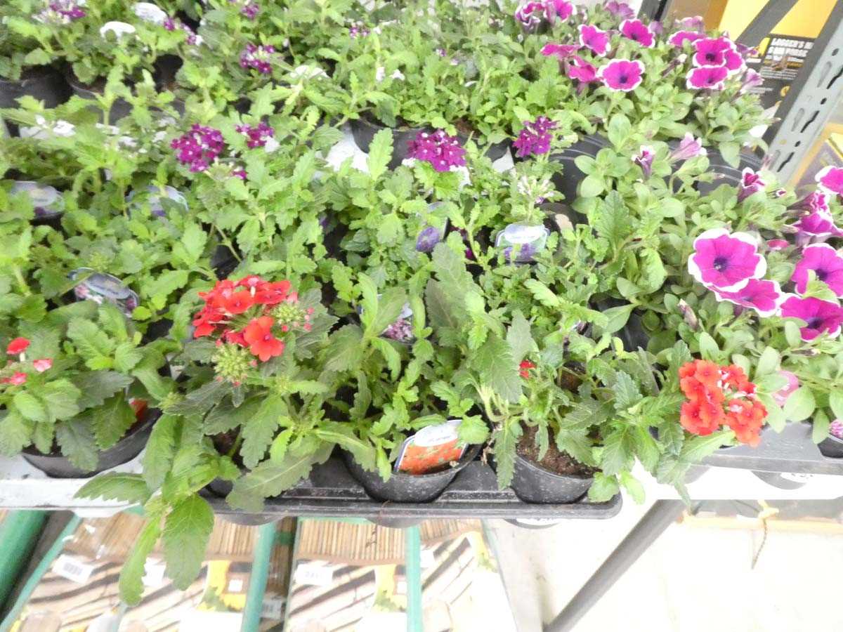 Lot 2490 - Tray containing 9 mixed verbena