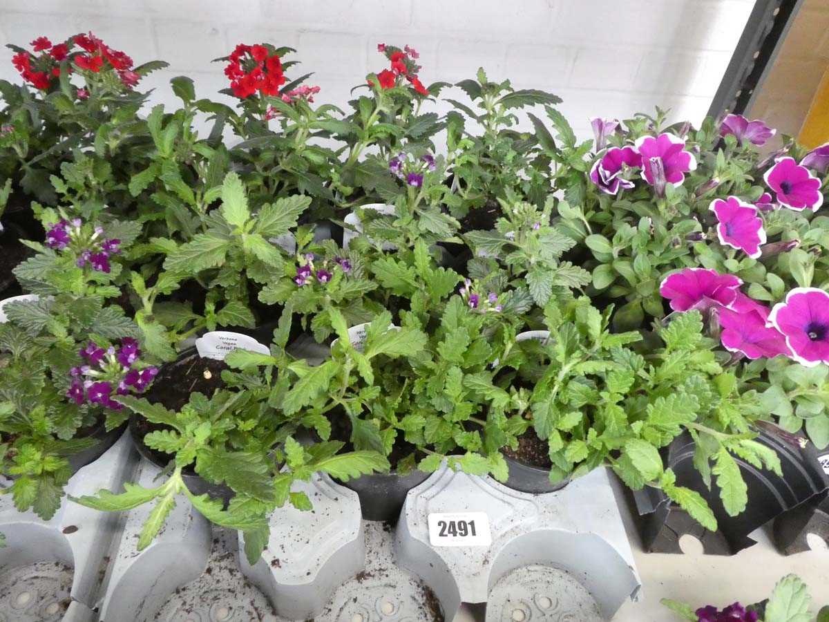 Lot 2491 - Tray containing 9 mixed verbena