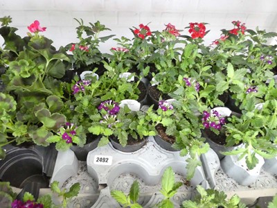 Lot 2492 - Tray containing 9 mixed verbena