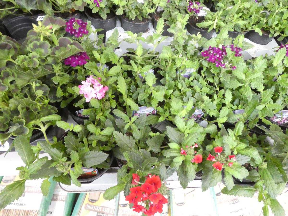Lot 2493 - Tray containing 9 mixed verbena