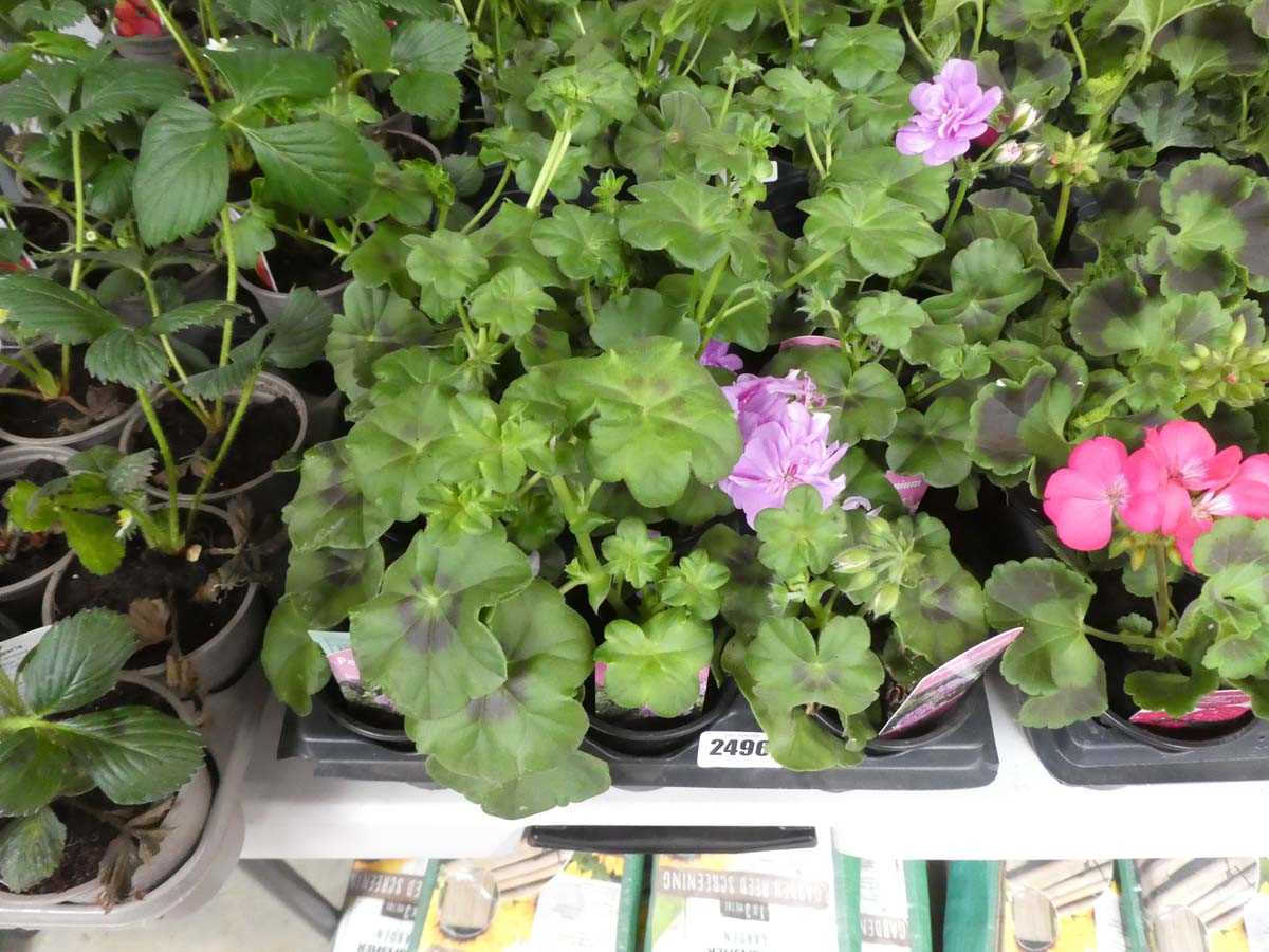 Lot 2496 - Tray containing 9 Double Kitty pink pelargoniums