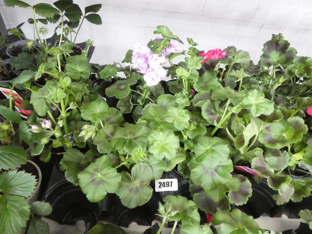 Lot 2497 - Tray containing 9 Double Kitty pink pelargoniums