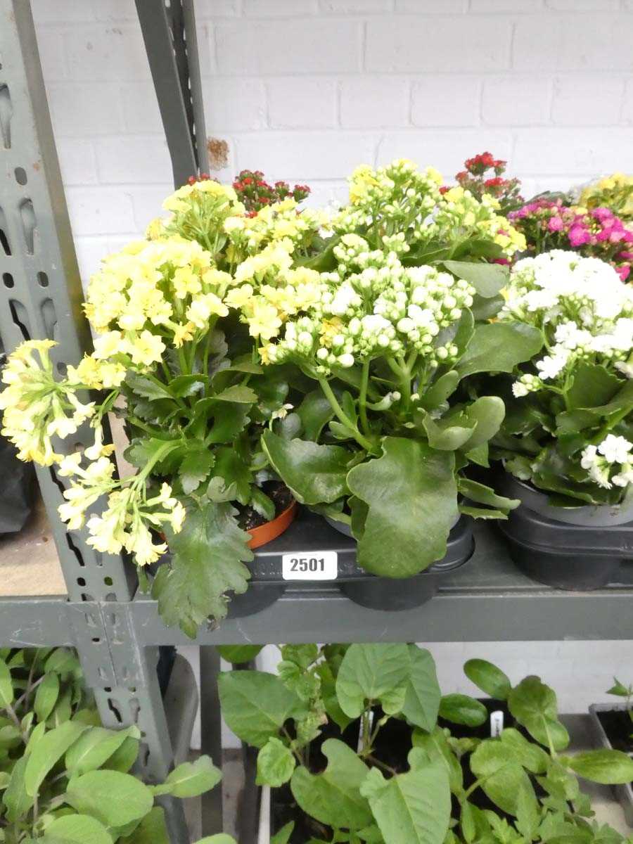 Lot 2501 - Tray containing 10 potted kalanchoe