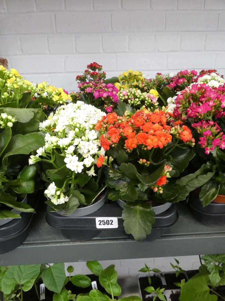 Lot 2502 - Tray containing 10 potted kalanchoe