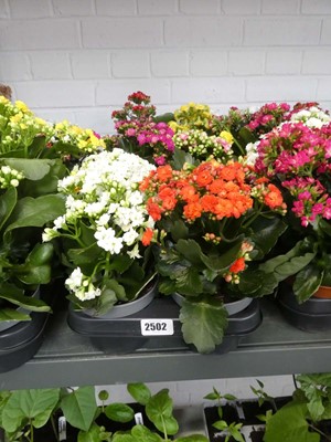 Lot 2502 - Tray containing 10 potted kalanchoe