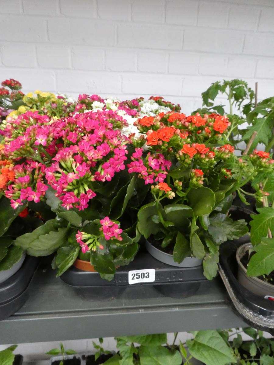 Lot 2503 - Tray containing 10 potted kalanchoe